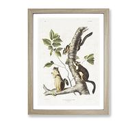 Douglass'S Squirrels By John Woodhouse Audubon Vintage Framed Print | A2 Oak Framed Wall Art | Ready to Hang | Classic Animal Picture | Living Room Bedroom Lounge Office