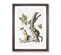 Douglass'S Squirrels By John Woodhouse Audubon Vintage Framed Print | A3 Walnut Framed Wall Art | Ready to Hang | Classic Animal Picture | Living Room Bedroom Lounge Office