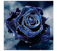 DOUKOYEE Diamond Painting Kits Rose Butterfly Flowers Adult Children Diamond Pictures Painting Set DIY Mosaic Making Home Wall Decoration Living Room Bedroom Wall Entrance Decoration (BB)