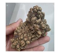 DOUPE 1pcs Fossil dinosaur poop,Dinosaur Coprolite 150g Healing Crystal Stone