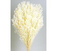 Douthwaites - Preserved Broom Blooms - White (100g)