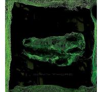 Down There by Avey Tare (Record, 2021)