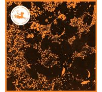 Downliners Sekt - Silent Ascent [VINYL]