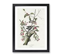 Downy Woodpeckers By John James Audubon Vintage Framed Wall Art Print, Ready to Hang Picture for Living Room Bedroom Home Office Décor, Black A4 (34 x 25 cm)