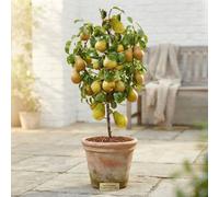 Doyenné Du Comice Pear Tree (Pyrus Communis) - 9Cm Pot