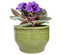 Dphagesy African Violet Pots Self Watering Round Ceramic Violet Pot (Green, 6 inch)