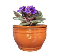 Dphagesy African Violet Pots Self Watering Round Ceramic Violet Pot (Orange, 6 inch)