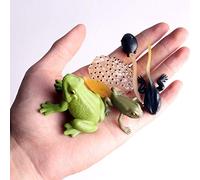 Dpofirs Animal Growth Cycle PVC Action Figures, Kids Toy, Educational Simulation Model for Learning and Playing, Suitable for Children Over 3 Years Old (Green1)