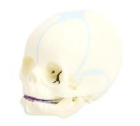 Dpofirs Robust Human Baby Skull Model Life Size for Classroom Demonstrations and Learning 1 Unit