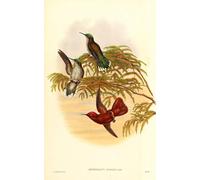 DQCJIYIGL Famous Art Print Artwork Artwork Paintings Animal Bird Leybold's Fire Which Is Now a of the by John Gould Canvas Wall Art for Home Decor 60x90cm