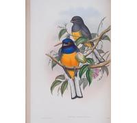 DQCJIYIGL Famous Art Print Artwork Artwork Paintings Animal Bird Trogon Aurantius Plate From the Birds of Great Britain by John Gould Canvas Wall Art for Home Decor 60x90cm