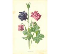 DQCJIYIGL Famous Art Print Artwork Artwork Paintings Columbine by Frederick Edward Hulme Canvas Wall Art for Home Decor 60x90cm