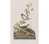 DQCJIYIGL Famous Art Print Artwork Artwork Paintings Illustration From birds of America by John Jamess Audubon Canvas Wall Art for Home Decor 60x90cm