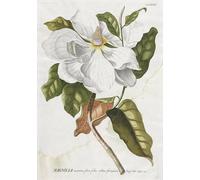 DQCJIYIGL Famous Art Print Artwork Artwork Paintings Plantae Selectae No Magnolia by Georg Dionysius Ehret Canvas Wall Art for Home Decor 60x90cm