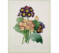 DQCJIYIGL Famous Art Print Artwork Artwork Paintings Primula auricula by Pierre Redouté Canvas Wall Art for Home Decor 60x90cm