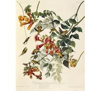 DQCJIYIGL Famous Art Print Artwork Artwork Paintings the throated Hummingbird From the Birds of America by John Jamess Audubon Canvas Wall Art for Home Decor 60x90cm