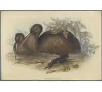DQCJIYIGL Famous Canvas Artwork Poster Artworks Animal Bird Apteryx Australis by John Gould Poster Print for Home Decor 60x90cm