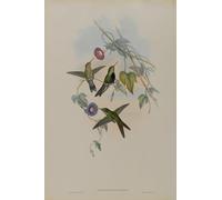 DQCJIYIGL Famous Canvas Artwork Poster Artworks Animal Bird Sporadinus Elegans St Domingo Humming Bird by John Gould Poster Print for Home Decor 60x90cm