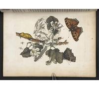 DQCJIYIGL Famous Canvas Artwork Poster Artworks Butterflies Caterpillars by Maria Si Poster Print for Home Decor 60x90cm