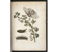 DQCJIYIGL Famous Canvas Artwork Poster Artworks Caterpillar and Butterflies by Maria Si Poster Print for Home Decor 60x90cm