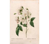 DQCJIYIGL Famous Canvas Artwork Poster Artworks Duchess d'Orleans rose Rosa gallica variety by Pierre Redouté Poster Print for Home Decor 60x90cm