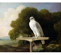DQCJIYIGL Famous Canvas Artwork Poster Artworks Greenland Falcon by George Stubbs Poster Print for Home Decor 60x90cm