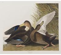 DQCJIYIGL Famous Canvas Artwork Poster Artworks Illustration From birds of America by John Jamess Audubon Poster Print for Home Decor 60x90cm