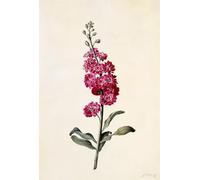 DQCJIYIGL Famous Canvas Artwork Poster Artworks Stock Matthiola Incana by Georg Dionysius Ehret Poster Print for Home Decor 60x90cm