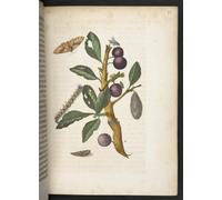 DQCJIYIGL Famous Canvas Artwork Poster Artworks the Caterpillar's Wonderful Transformation and Strange Flower Food by Maria Si Poster Print for Home Decor 60x90cm