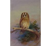 DQCJIYIGL Famous Canvas Prints Portrait Classic Wall Decor a Tawny Owl Perched on an Oak Branch by Archibald Thorburn Abstract Painting for Home Decor 60x90cm