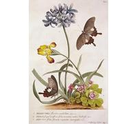 DQCJIYIGL Famous Canvas Prints Portrait Classic Wall Decor Agapanthus Africanus Iris Variegata and a Species of Oxalis From by Georg Dionysius Ehret Abstract Painting for Home Decor 60x90cm