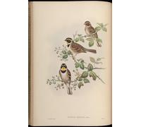 DQCJIYIGL Famous Canvas Prints Portrait Classic Wall Decor Animal Bird Euspiza Elegans Emberiza Elegans by John Gould Abstract Painting for Home Decor 60x90cm
