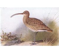 DQCJIYIGL Famous Canvas Prints Portrait Classic Wall Decor Curlew From Birds of the British Isles by Archibald Thorburn Abstract Painting for Home Decor 60x90cm