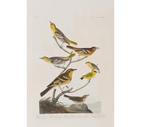 DQCJIYIGL Famous Canvas Prints Portrait Classic Wall Decor Illustration From birds of America by John Jamess Audubon Abstract Painting for Home Decor 60x90cm