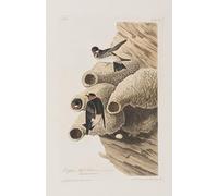 DQCJIYIGL Famous Canvas Prints Portrait Classic Wall Decor Illustration From birds of America by John Jamess Audubon Abstract Painting for Home Decor 60x90cm