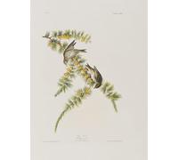 DQCJIYIGL Famous Canvas Prints Portrait Classic Wall Decor Illustration From Birds of America by John Jame Audubon Abstract Painting for Home Decor 60x90cm