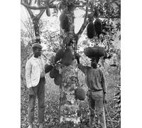 DQCJIYIGL Famous Canvas Prints Portrait Classic Wall Decor Jackfruit by Adolphe Duperly and Son Abstract Painting for Home Decor 60x90cm