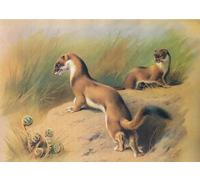 DQCJIYIGL Famous Canvas Prints Portrait Classic Wall Decor the Stoat From Thorburns Mammals by Archibald Thorburn Abstract Painting for Home Decor 60x90cm