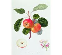 DQCJIYIGL Famous Canvas Prints Portrait Classic Wall Decor the Trumpington fruit by William Hooker Abstract Painting for Home Decor 60x90cm