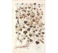 DQCJIYIGL Famous Painting Art Print Images Modern Canvas Prints Common Hop Humulus Lupulus by Leonhard Fuchs Oil Painting for Home Decor 60x90cm