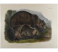 DQCJIYIGL Famous Painting Art Print Images Modern Canvas Prints Grizzly Bear by John Jamess Audubon Oil Painting for Home Decor 60x90cm