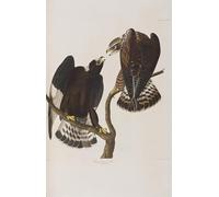 DQCJIYIGL Famous Painting Art Print Images Modern Canvas Prints Illustration From Birds of America by John Jame Audubon Oil Painting for Home Decor 60x90cm