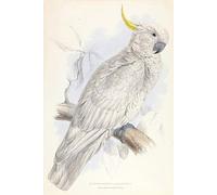 DQCJIYIGL Famous Painting Art Print Images Modern Canvas Prints Plyctolophus Galeritus Greater Sulphur Crested Bird by Edward Leaars Oil Painting for Home Decor 60x90cm
