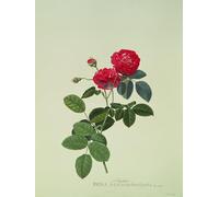 DQCJIYIGL Famous Painting Art Print Images Modern Canvas Prints Rosa Holoferica Multiplex by Georg Dionysius Ehret Oil Painting for Home Decor 60x90cm