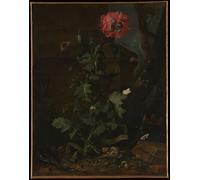 DQCJIYIGL Famous Painting Art Print Images Modern Canvas Prints Still Life with Poppy Insects and Reptiles by Otto Marseus Van Schrieck Oil Painting for Home Decor 60x90cm