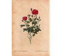 DQCJIYIGL Famous Painting Art Print Images Modern Canvas Prints The Pompon of Burgundy by Pierre Redouté Oil Painting for Home Decor 60x90cm