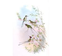 DQCJIYIGL Famous Painting Wall Art Posters Posters And Prints Animal Bird Thaumastura Cora in John Gould's Hummingbirds by John Gould Mural Artwork for Home Decor 60x90cm