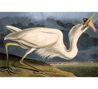DQCJIYIGL Famous Painting Wall Art Posters Posters And Prints Great White Heron From birds of America by John Jamess Audubon Mural Artwork for Home Decor 60x90cm