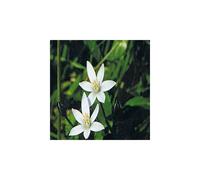 Dr Bach Star of Bethlehem Bach Flower Remedy