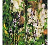 Dr Bach Vervain Bach Flower Remedy